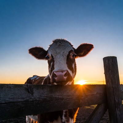 Cow peering over fence at sunset