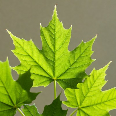 Green Maple Leaves on Gray Background