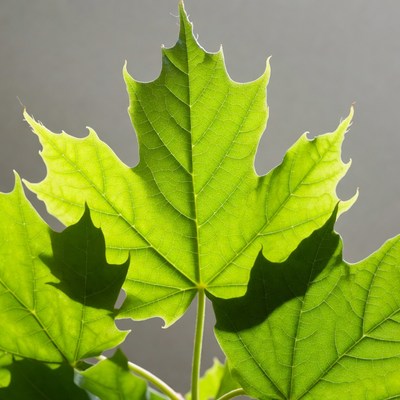 Green Maple Leaf on Gray Background