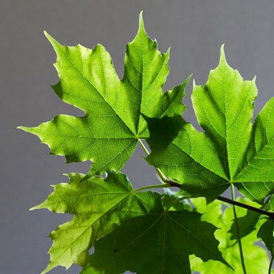 Vibrant green maple leaves