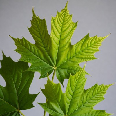 Green Maple Leaves on Gray Background