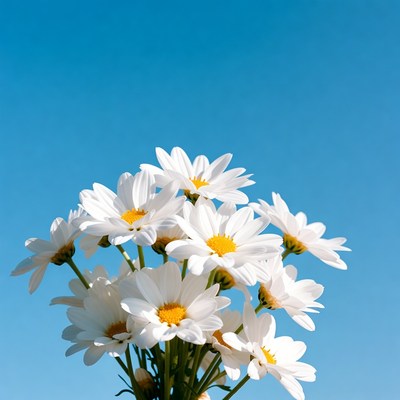 Bouquet of white daisies on blue sky