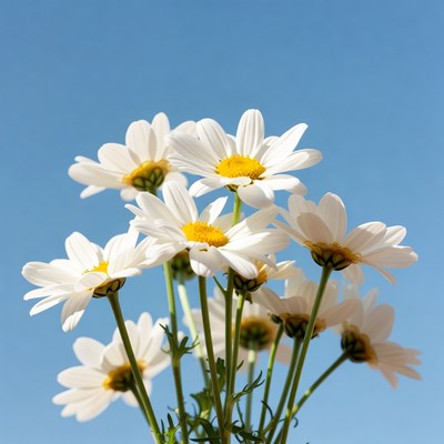 White Daisies on Blue Sky