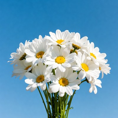 Bouquet of white daisies on blue background