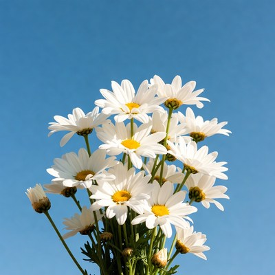 Bouquet of white daisies on blue background