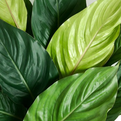 Variegated Green Plant Leaves