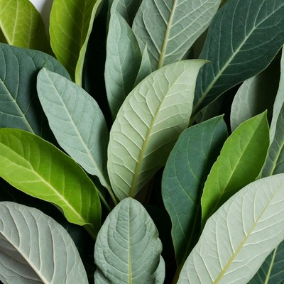 Green Leaves Flat Lay