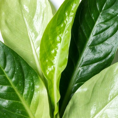 Lush Green Philodendron Leaves
