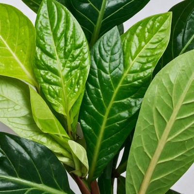 Vibrant Green Philodendron Leaves