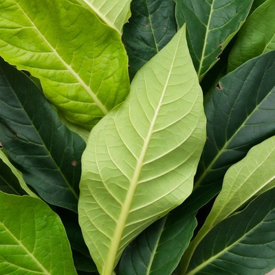 Vibrant Green Tobacco Leaves Closeup