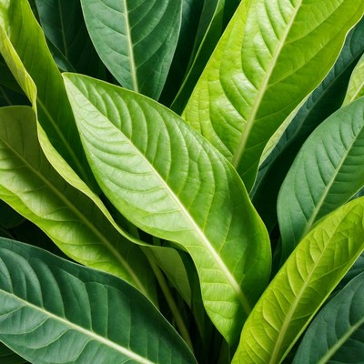 Vibrant Green Tropical Leaves Closeup