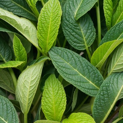 Lush Green Leaves Close-Up