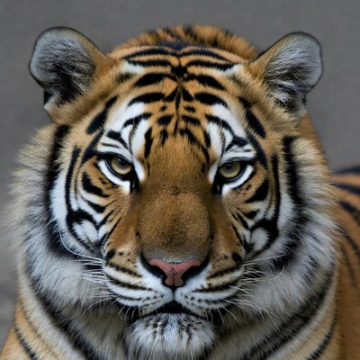 Close-up tiger portrait