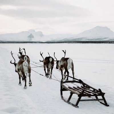 Reindeer Pulling Wooden Sled in Snow