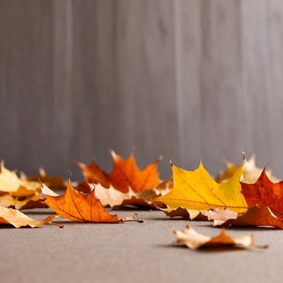 Autumn Maple Leaves on Gray Wood