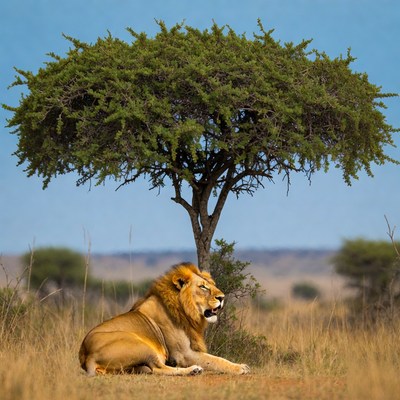 Lion resting under acacia tree