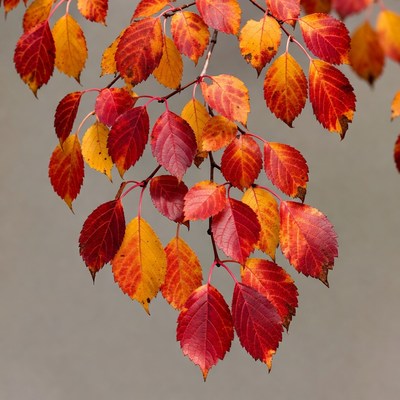 Autumn red and orange leaves branch