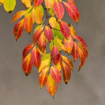 Autumn Leaves Cluster on Branch