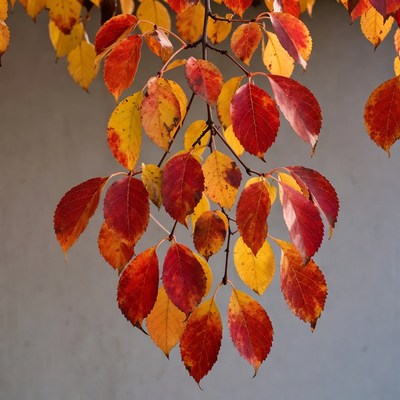 Autumn red and yellow leaves on branch