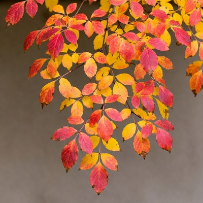 Vibrant Autumn Red Maple Leaves