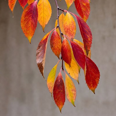 Autumn red orange leaves branch