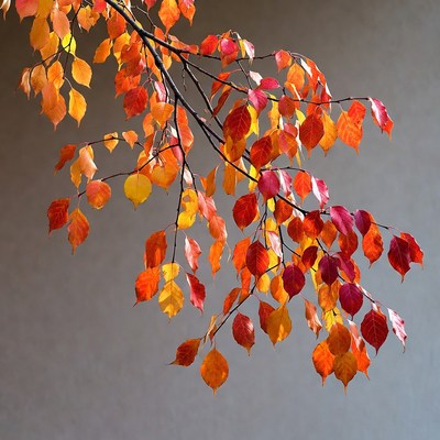 Autumn maple branch with red leaves
