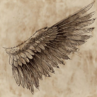 Detailed Angel Wing Illustration