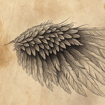 Detailed Angel Wing Illustration