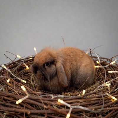 Rabbit in nest with fairy lights