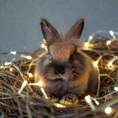 Fluffy bunny in Christmas lights nest