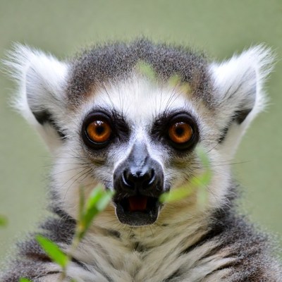 Ring-tailed lemur with leaves