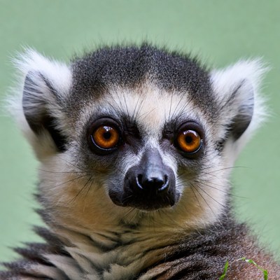 Ring-tailed lemur close-up