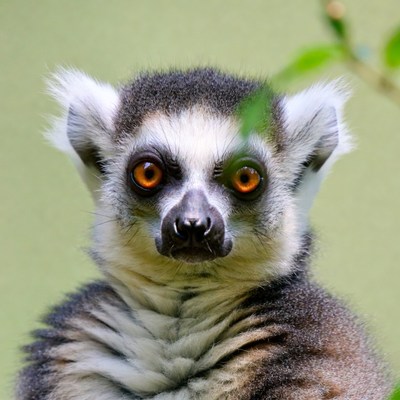 Ring-tailed lemur close-up