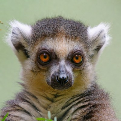 Ring-tailed lemur close-up portrait