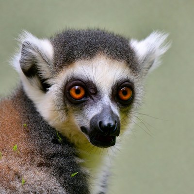Ring-tailed lemur close-up