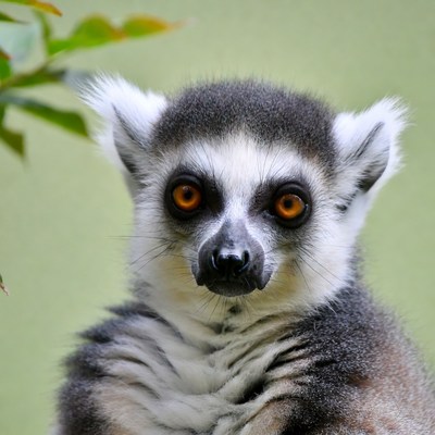 Ring-tailed lemur close-up portrait
