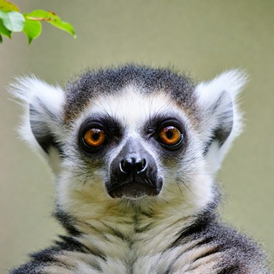 Ring-tailed lemur close-up portrait