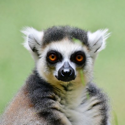 Ring-tailed lemur close-up portrait