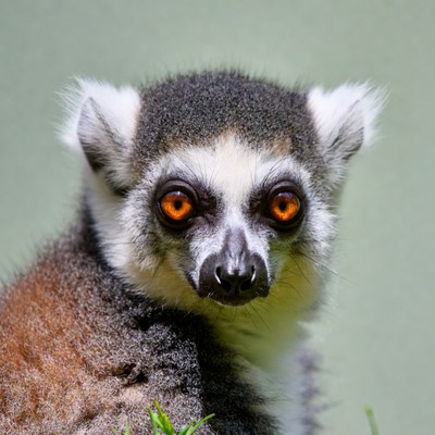 Ring-tailed lemur with orange eyes