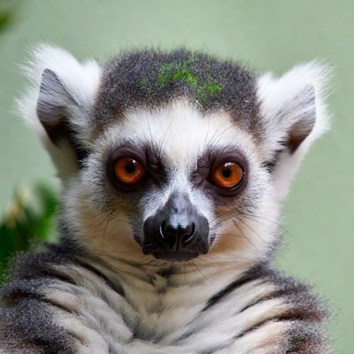 Ring-tailed lemur with green moss