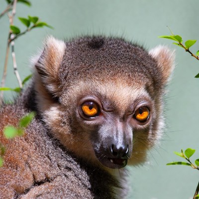 Ring-tailed lemur with orange eyes