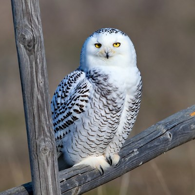 Snowy Owl Perched on Wooden Post