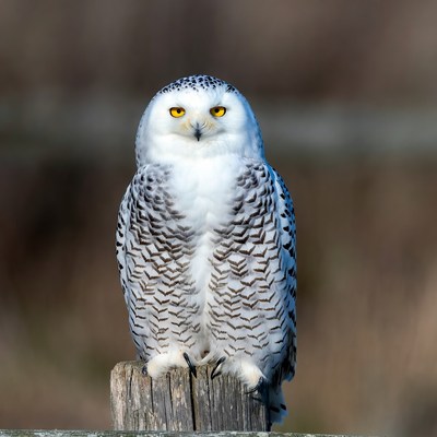 Snowy Owl Perched on Wooden Post