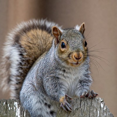 Gray squirrel on wooden fence