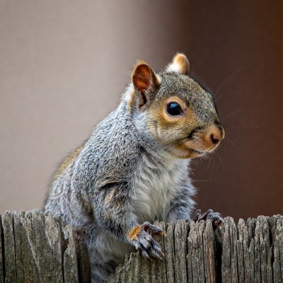 Gray squirrel on wooden fence