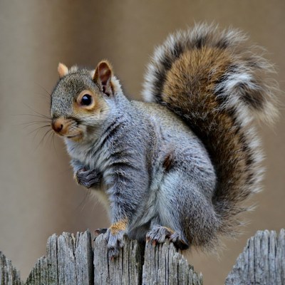 Gray squirrel on wooden fence