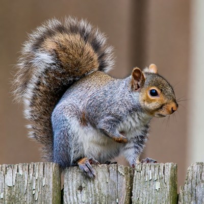 Gray squirrel on wooden fence