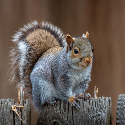 Squirrel perched on wooden fence