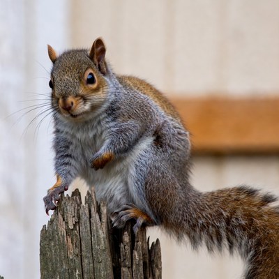 Gray squirrel on wooden post