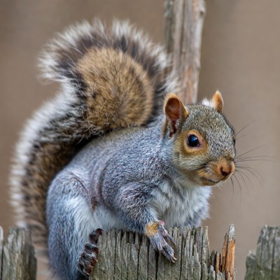 Gray squirrel on wooden fence